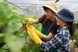 The Rise of Community Supported Agriculture CSA